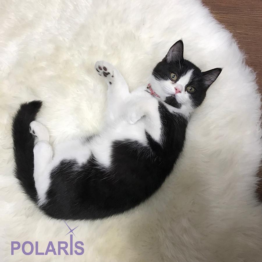 Polaris Guesthouse Garosugil Seoul Ngoại thất bức ảnh